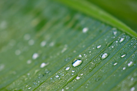 Leaf patch exposed to bright green water morning dew perched on glossy leaves, surrounded by lush greenery and water drops.の写真素材