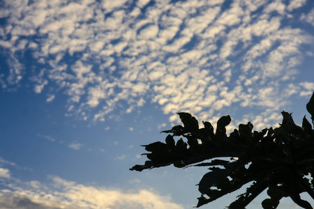 A branch of a tree silhouetted in the sunsets golden light, its leaves illuminated by the suns rays. A serene beauty found only in nature.の写真素材
