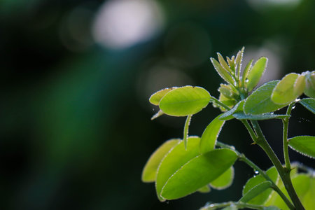 Leaf patch exposed to bright green water morning dew perched on glossy leaves, surrounded by lush greenery and water drops.の写真素材