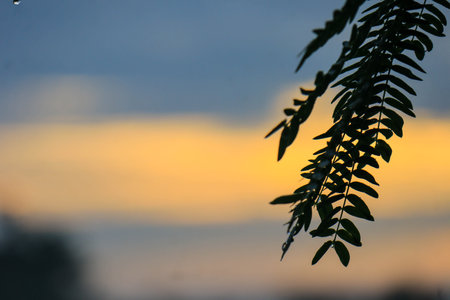 A branch of a tree silhouetted in the sunsets golden light, its leaves illuminated by the suns rays. A serene beauty found only in nature.の写真素材