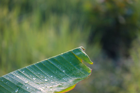 Leaf patch exposed to bright green water morning dew perched on glossy leaves, surrounded by lush greenery and water drops.の写真素材