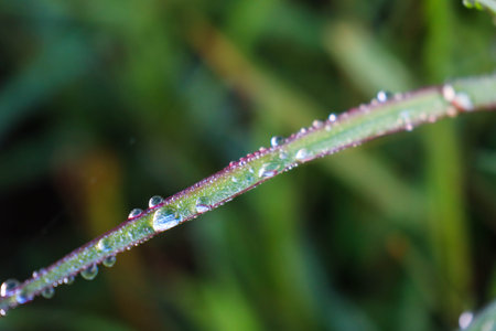 Leaf patch exposed to bright green water morning dew perched on glossy leaves, surrounded by lush greenery and water drops.の写真素材