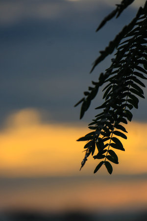 A branch of a tree silhouetted in the sunsets golden light, its leaves illuminated by the suns rays. A serene beauty found only in nature.の写真素材