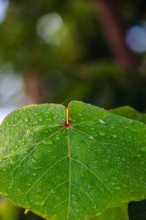 Leaf patch exposed to bright green water morning dew perched on glossy leaves, surrounded by lush greenery and water drops.の写真素材