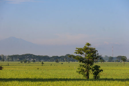 A lush, rural landscape of marshy paddy fields and pastures, filled with grasses and crops beneath a vast sky streaked with clouds.の写真素材