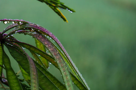 Leaf patch exposed to bright green water morning dew perched on glossy leaves, surrounded by lush greenery and water drops.の写真素材