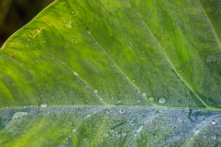 Leaf patch exposed to bright green water morning dew perched on glossy leaves, surrounded by lush greenery and water drops.の写真素材
