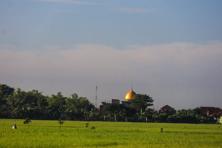 A lush, rural landscape of marshy paddy fields and pastures, filled with grasses and crops beneath a vast sky streaked with clouds.の写真素材