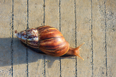 Peaceful day on the paving road, featuring one gastropod mollusk slowly making its way through the stone paving.の写真素材