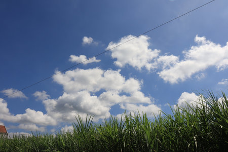 A peaceful rural scene of green grassland, crops and plants stretching across a vast landscape beneath an endless sky dotted with clouds.の写真素材