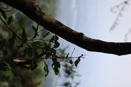 Beautiful view of plant leaves exposed to sunlightの写真素材