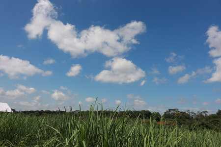 A peaceful rural scene of green grassland, crops and plants stretching across a vast landscape beneath an endless sky dotted with clouds.の写真素材