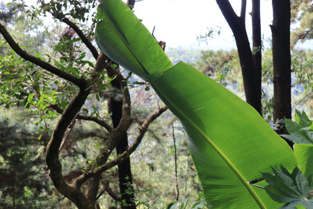 Beautiful view of plant leaves exposed to sunlightの写真素材