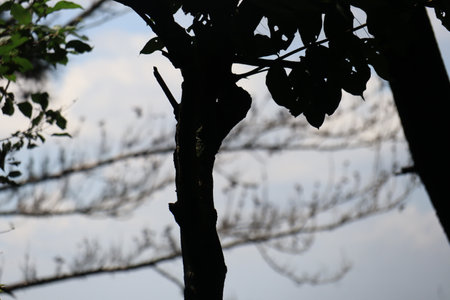 Beautiful view of plant leaves exposed to sunlightの写真素材