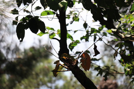 Beautiful view of plant leaves exposed to sunlightの写真素材