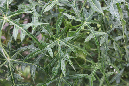 portrait of growing and fresh wild leaf grass exposed to sunlightの写真素材