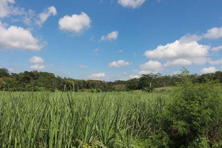 A peaceful rural scene of green grassland, crops and plants stretching across a vast landscape beneath an endless sky dotted with clouds.の写真素材