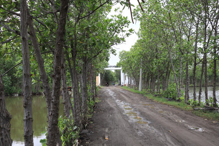 photo portrait of a path surrounded by water ponds for transportation of local residents.の写真素材