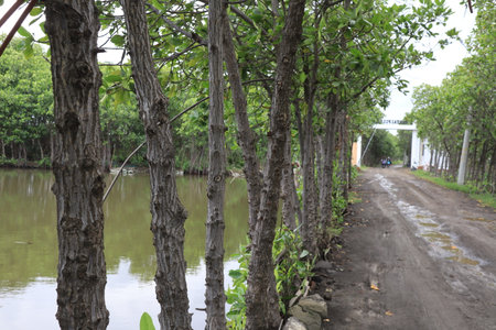 photo portrait of a path surrounded by water ponds for transportation of local residents.の写真素材