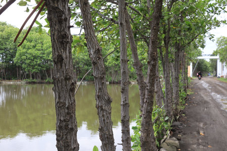 photo portrait of a path surrounded by water ponds for transportation of local residents. photo portrait of a path surrounded by water ponds for transportation of local residents.の写真素材