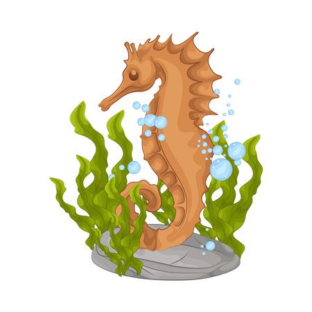 seahorseのイラスト素材
