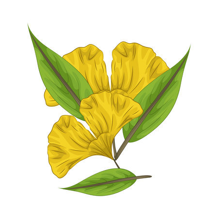 leafのイラスト素材