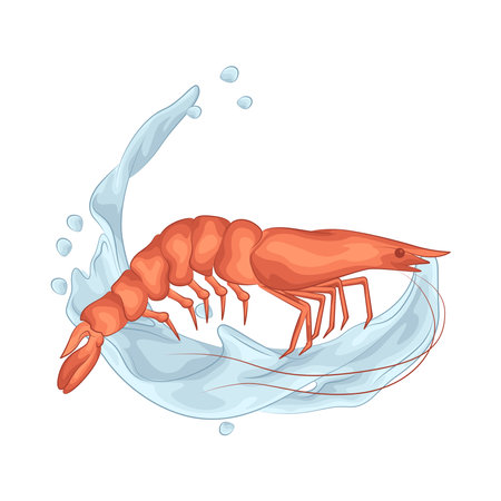 shrimpのイラスト素材