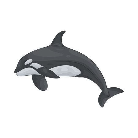 orcaのイラスト素材