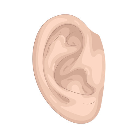 human earのイラスト素材