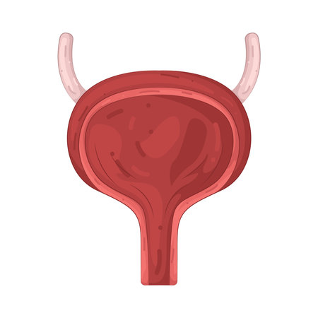 bladderのイラスト素材