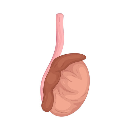 testiclesのイラスト素材