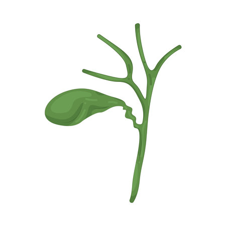 gallbladderのイラスト素材