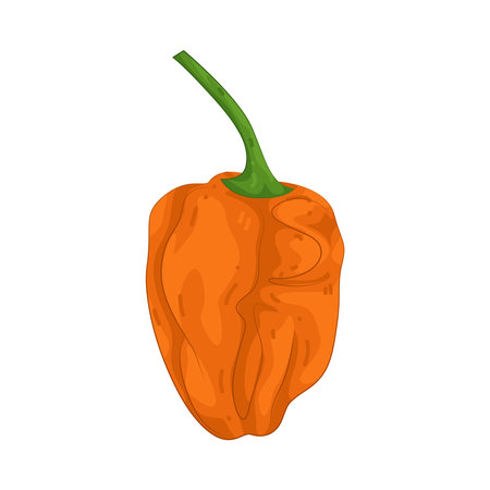 habanero pepperのイラスト素材