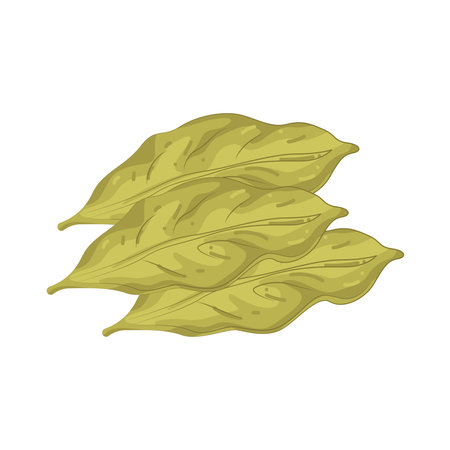 bay leafのイラスト素材