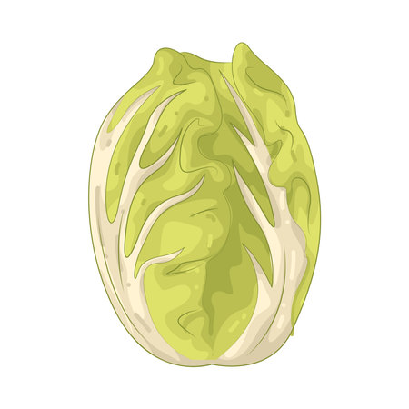 Chinese cabbageのイラスト素材