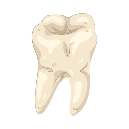 Premolar toothのイラスト素材