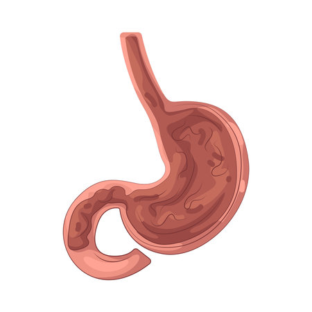 Stomachのイラスト素材