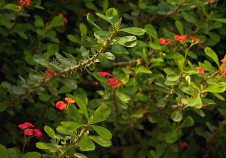 Blossoming branch with red little flowersの写真素材