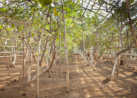 The nursery of plant and treesの写真素材