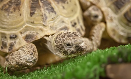 close up of a little turtle on the grass