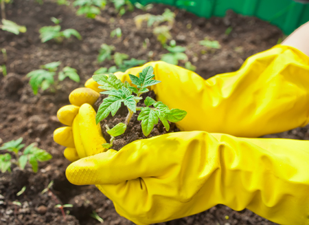 Closeup of woman's hands in yellow gloves planting a seedling in ground. Work in the vegetable garden in springの写真素材