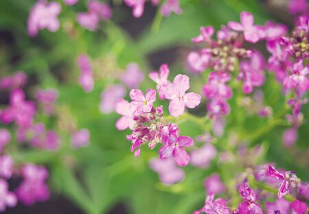 Violet wild flowers in a garden under sunlight in morningの写真素材