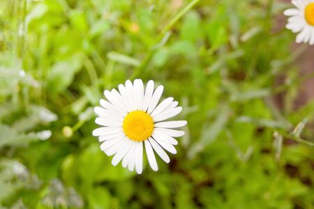 Beautiful chamomiles flower closeup. Spring Daisy. Blooming medical chamomiles in sun dayの写真素材