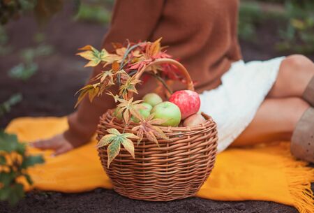 Female sitting on the yellow blanket with basket full of ripe apples in a garden. Apple harvest. Autumn conceptの写真素材