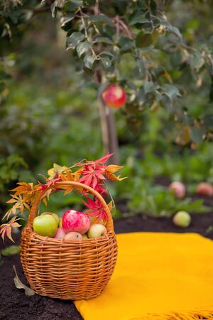 Fresh and colorful apples in basket in a autumn garden in a sunny dayの写真素材