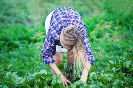 Farmer female picking fresh beetroot on a garden.