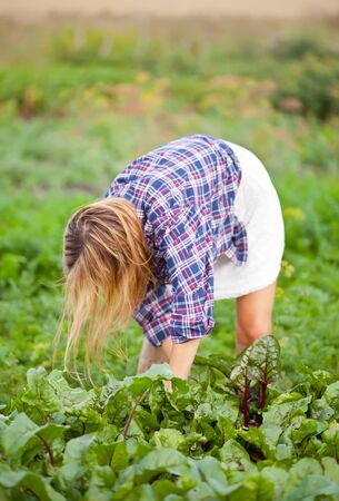 Farmer female gather fresh beetroot on a garden.の写真素材