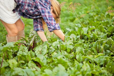 Farmer female gather fresh beetroot on a garden.の写真素材