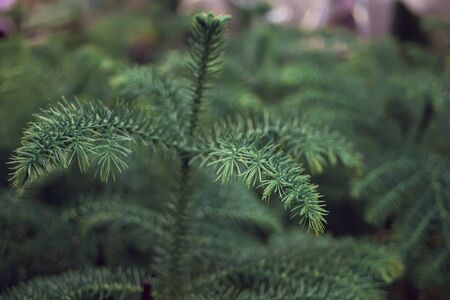 Green plant like pine tree leaves texture background.