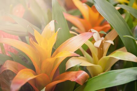 View of beautiful flora plants as background